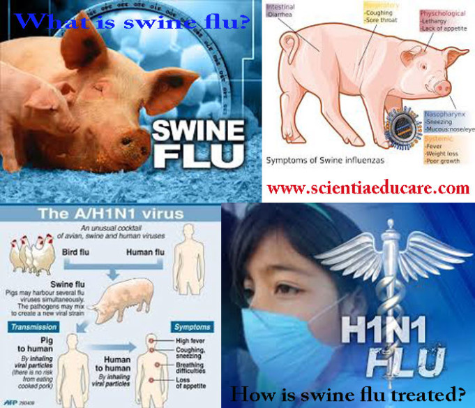 What is swine flu? How is swine flu treated? Educational Portal India