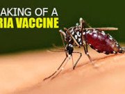 Scientists produce malaria vaccine from algae