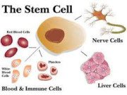 PM asks India to motivate its students into stem cell research