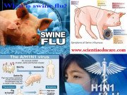 What is swine flu? How is swine flu treated?