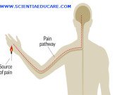 Altered gene leaves people totally painfree