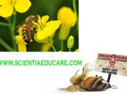 Pesticides that may cause Bees harm
