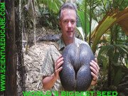 world’s biggest seed