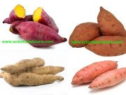 Sweet potato naturally ‘genetically modified’