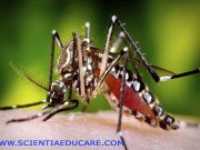 What’s the buzz? A new mosquito lure