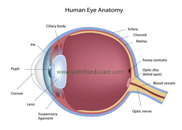 The human eye is an organ that reacts to light and has