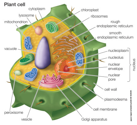 Plant Cell Diagram - Educational Portal India