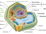 CHAPTER:1 CLASS: VIII Cell Structure and Functions