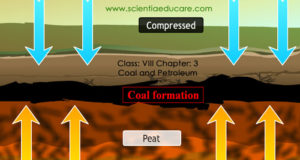 formation of coal and petroleum