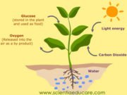 Photosynthesis