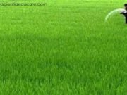 Cabinet approves agriculture research institute in Assam