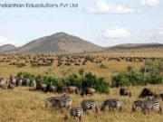 Maasai Mara National Reserve: A Wildlife Paradise in Kenya