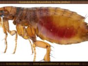 A flea can accelerate faster than the Space Shuttle