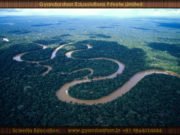 20% of Earth’s oxygen is produced by the Amazon rainforest