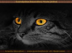 How do cats see at night?