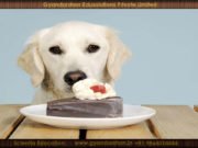 Why is chocolate bad for animals?