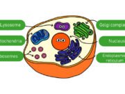 MCQs with answers on the topic “Structure and Functions of Cellular Organelles Explained” Structure and functions of cellular organelles