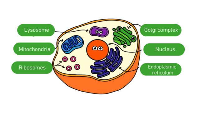 Structure and functions of cellular organelles