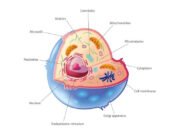 Short questions with answers on the topic “Structure and Functions of Cellular Organelles Explained” Cellular organelles functions