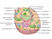 The Structure and Functions of Cellular Organelles: A Comprehensive Guide Functions of cell organelles explained