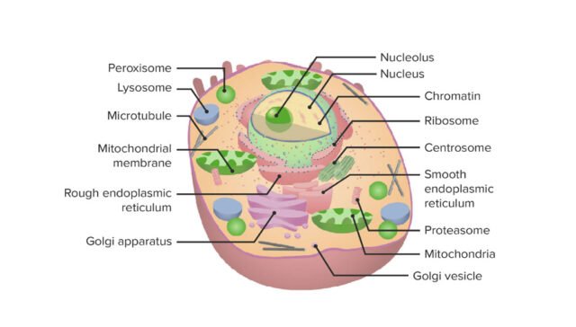 Functions of cell organelles explained