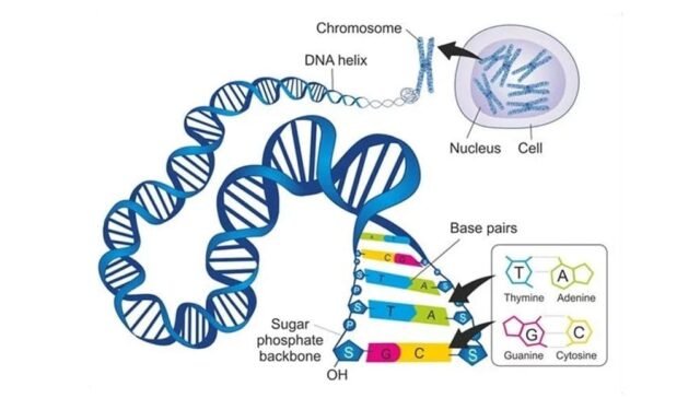 DNA to Protein Process