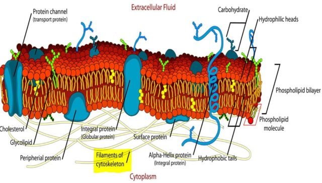 Cytoskeleton and Its Role in Cell Structure