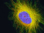 MCQs with answers on “Cytoskeleton and Its Role in Cell Structure” Cytoskeleton structure and function
