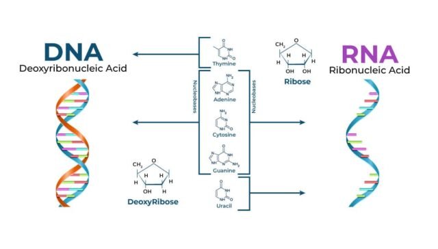 DNA vs. RNA differences