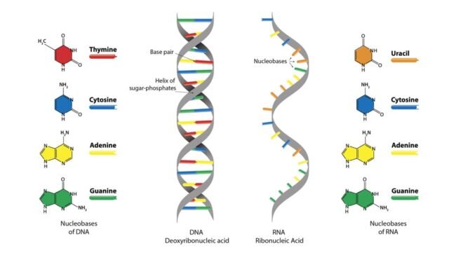 Structure and function of DNA and RNA