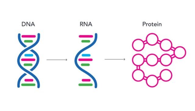 DNA vs. RNA: Structure and Function Differences