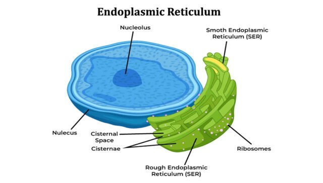 Endoplasmic Reticulum: Smooth vs. Rough Functions