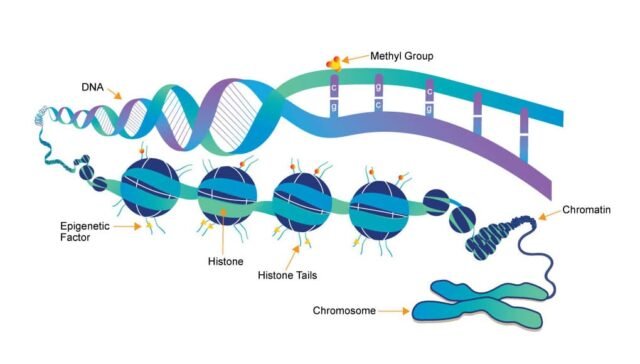 Epigenetics: Beyond DNA Sequence