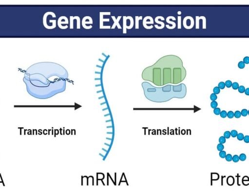 MCQs on “Regulation of Gene Expression in Prokaryotes and Eukaryotes” Regulation of Gene Expression in Prokaryotes and Eukaryotes