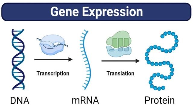 Regulation of Gene Expression in Prokaryotes and Eukaryotes