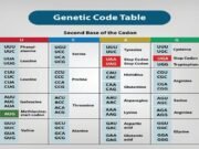 The Genetic Code: Exploring Universal and Degenerate Features Genetic Code: Universal and Degenerate Features