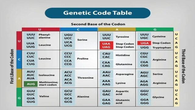 Genetic Code: Universal and Degenerate Features
