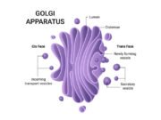Golgi Apparatus: The Cellular Hub for Packaging and Transport Golgi Apparatus: Packaging and Transport in Cells