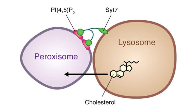 Lysosomes and Peroxisomes: Cellular Waste Management