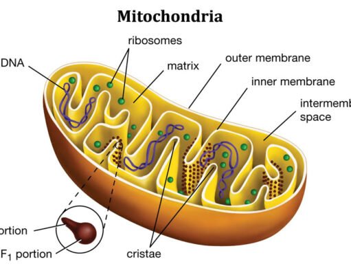 The Vital Role of Mitochondria in Cellular Respiration Role of Mitochondria in Cellular Respiration