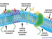 MCQs with answers on “Plasma Membrane: Structure and Transport Mechanisms” Plasma membrane structure
