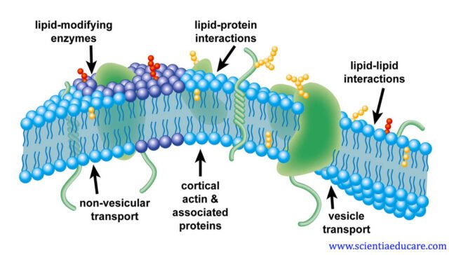 Plasma membrane structure