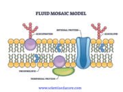 Short questions with answers on “Plasma Membrane: Structure and Transport Mechanisms” Plasma membrane transport mechanisms