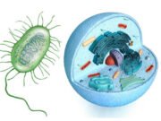 MCQs with answers on “Prokaryotic and Eukaryotic Cells: Key Differences”: Prokaryotic and Eukaryotic Cells Differences