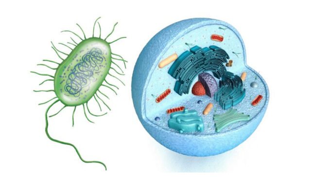 Prokaryotic and Eukaryotic Cells Differences