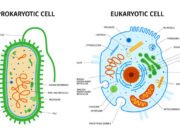 Short questions with answers on “Prokaryotic and Eukaryotic Cells: Key Differences” Prokaryotic vs Eukaryotic Cells
