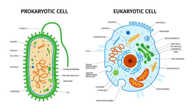 Prokaryotic vs Eukaryotic Cells
