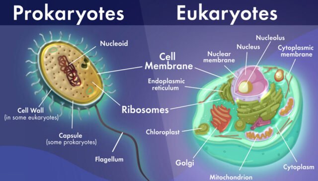 Eukaryotic and Prokaryotic Cell Structure