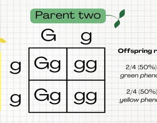 Mastering Punnett Squares: A Comprehensive Guide to Solving Genetic Problems Punnett Squares: Solving Genetic Problems Easily