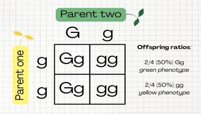 Punnett Squares: Solving Genetic Problems Easily